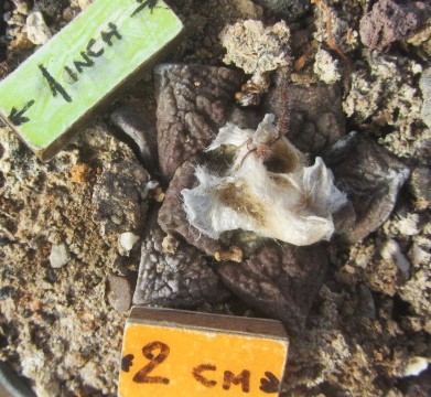 Ariocarpus <br>fissuratus intermedius