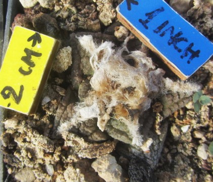 Ariocarpus <br>fissuratus