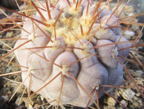 Copiapoa <br>gigantea