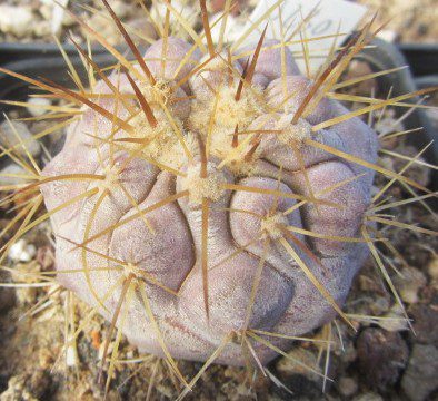 Copiapoa <br>gigantea