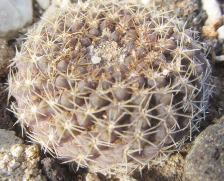 Thelocephala <br>sp senora ella