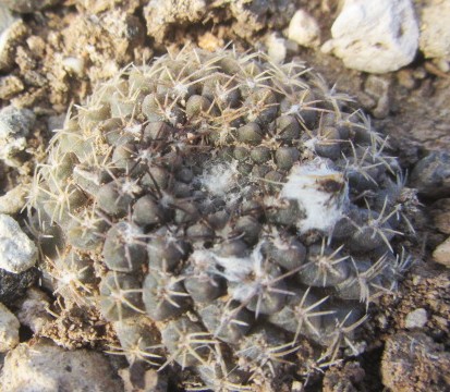 Thelocephala <br>sp senora ella