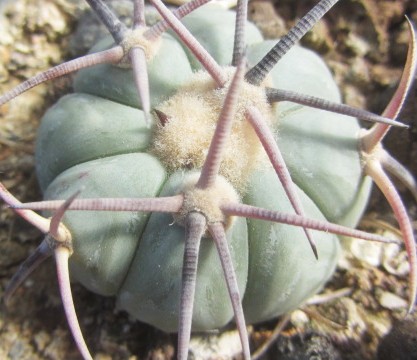 Echinocactus <br>horizonthalonius