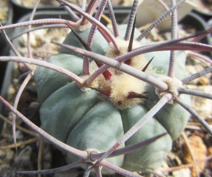 Echinocactus <br>horizonthalonius