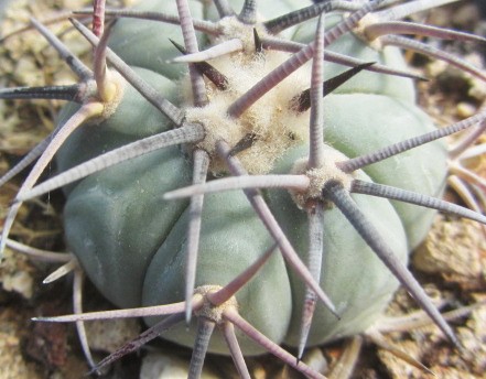 Echinocactus <br>horizonthalonius