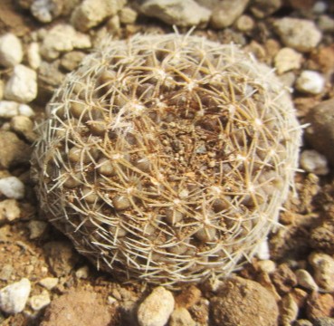 Thelocephala <br>
