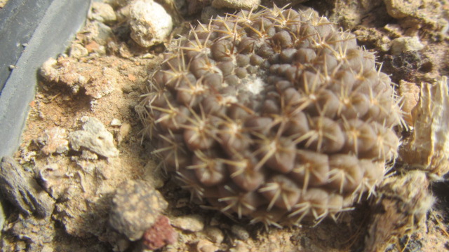 Thelocephala <br>