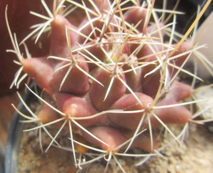 Thelocactus <br>bueckii