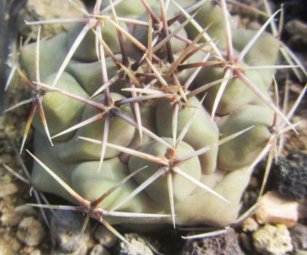 Thelocactus <br>rinconensis fa