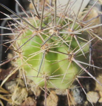 Echinocereus <br>arizonicus