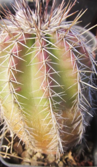 Echinocereus <br>stoloniferus