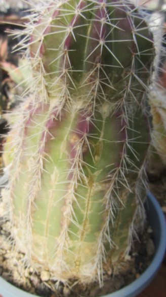 Echinocereus <br>stoloniferus