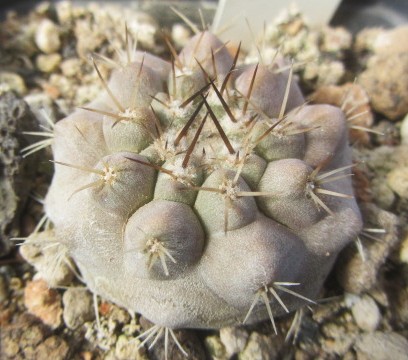 Copiapoa <br>cinerea