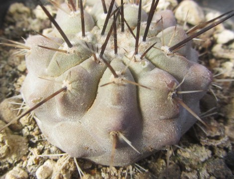 Copiapoa <br>cinerea