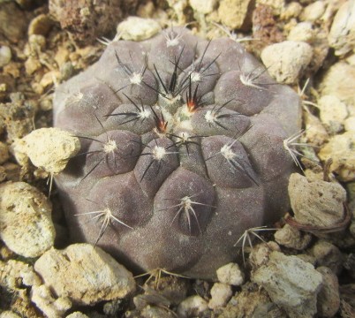 Copiapoa <br>aphanes