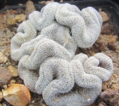 Epithelantha <br>pachyrhiza crestata