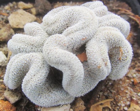 Epithelantha <br>pachyrhiza crestata