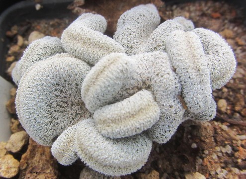 Epithelantha <br>pachyrhiza crestata