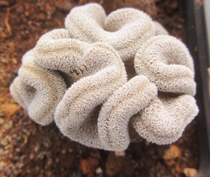 Epithelantha <br>pachyrhiza crestata