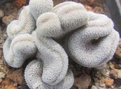 Epithelantha <br>pachyrhiza crestata