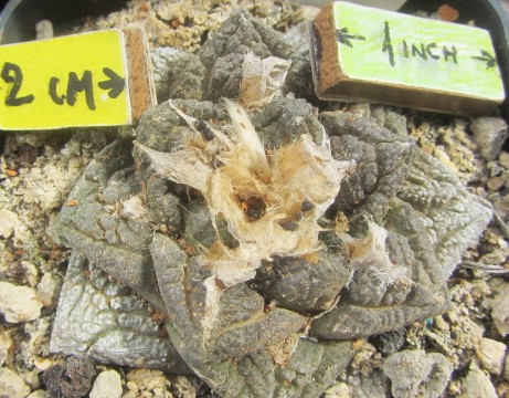 Ariocarpus <br>fissuratus