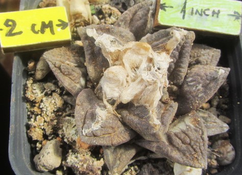 Ariocarpus <br>fissuratus