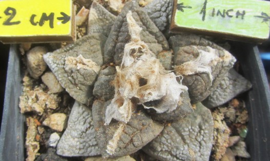 Ariocarpus <br>fissuratus