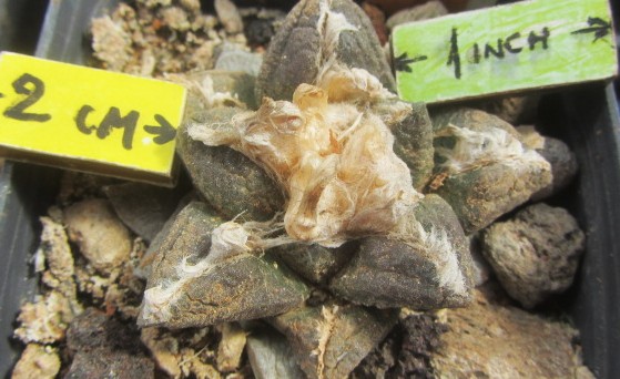 Ariocarpus <br>fissuratus