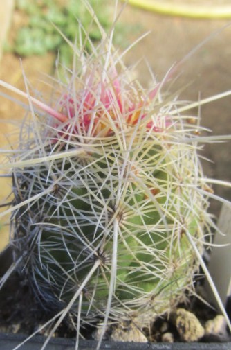 Thelocactus <br>bicolor bolansis