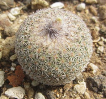 Epithelantha <br>cryptica