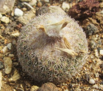 Epithelantha <br>cryptica
