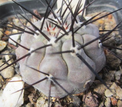 Copiapoa <br>cinerea