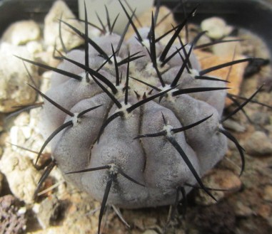 Copiapoa <br>cinerea