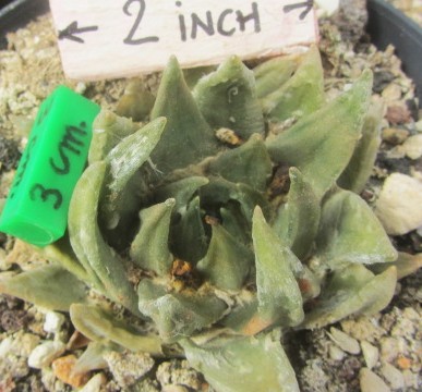 Ariocarpus <br>trigonus
