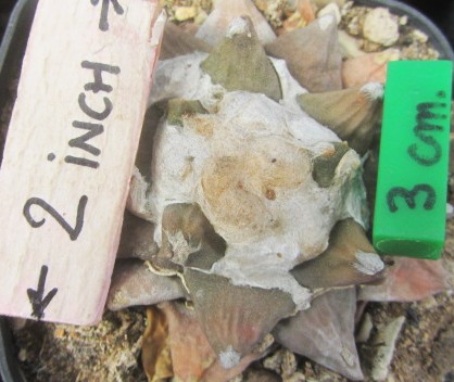 Ariocarpus <br>retusus form