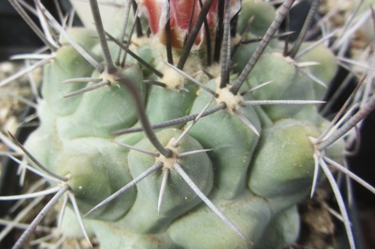 Thelocactus <br>rinconensis  fma