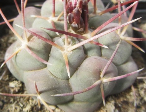 Thelocactus <br>hexaedrophorus