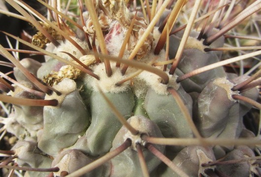 Thelocactus <br>rinconensis  lophothele 