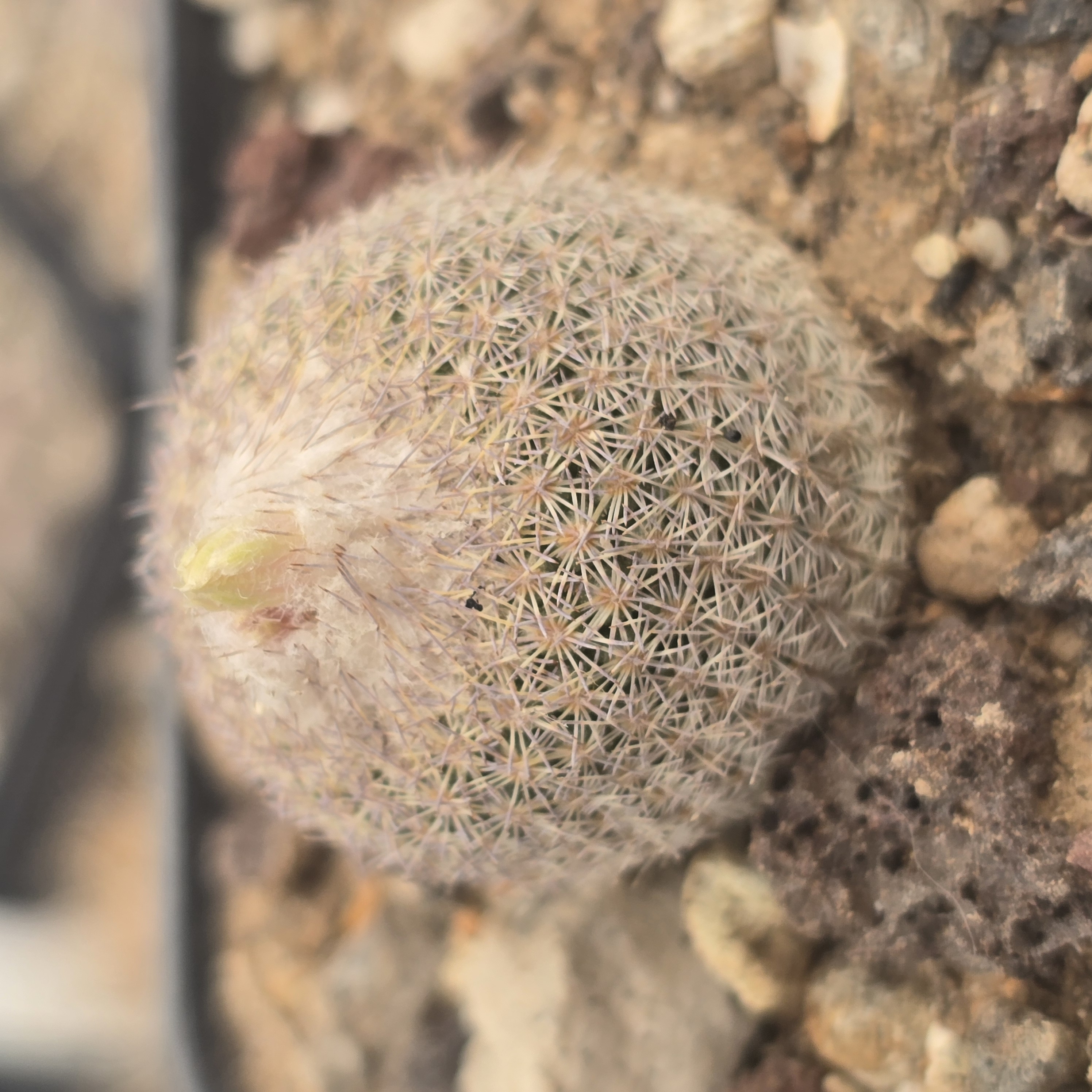 Epithelantha <br>cryptica