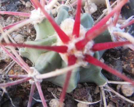 Echinocactus <br>parryi