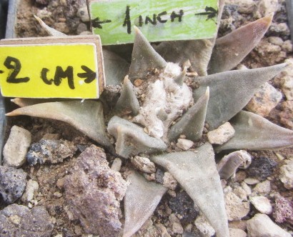 Ariocarpus <br>
