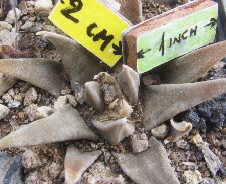 Ariocarpus <br>