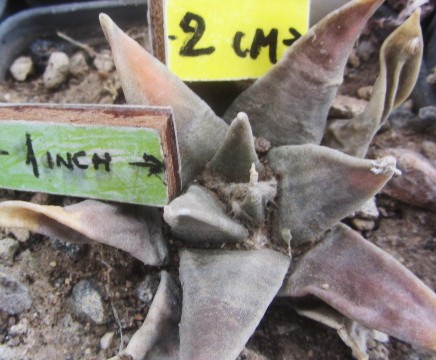 Ariocarpus <br>