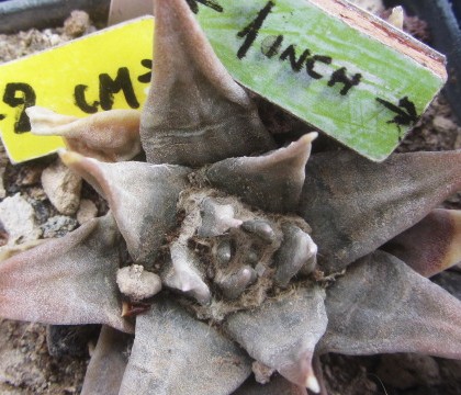 Ariocarpus <br>