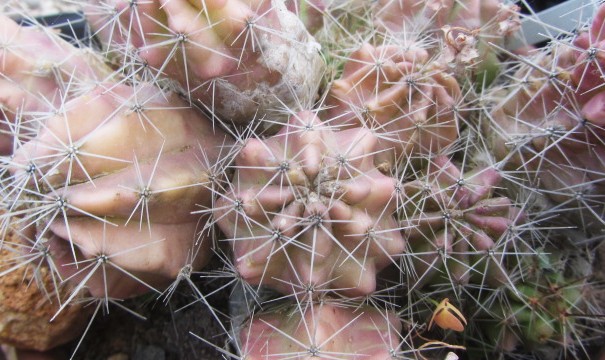Echinocereus <br>enneacanthus minor