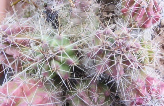 Echinocereus <br>enneacanthus minor
