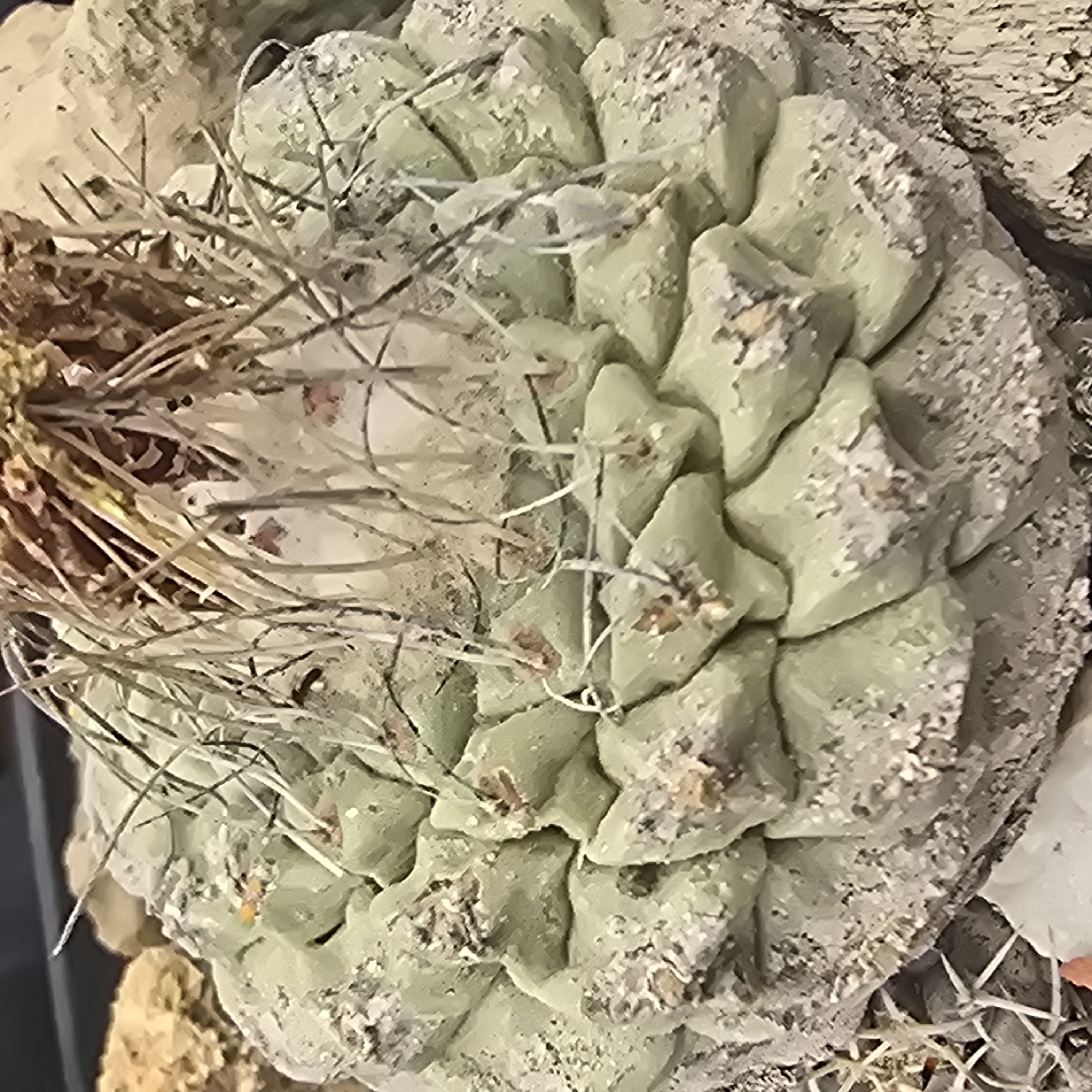 Strombocactus <br>disciformis