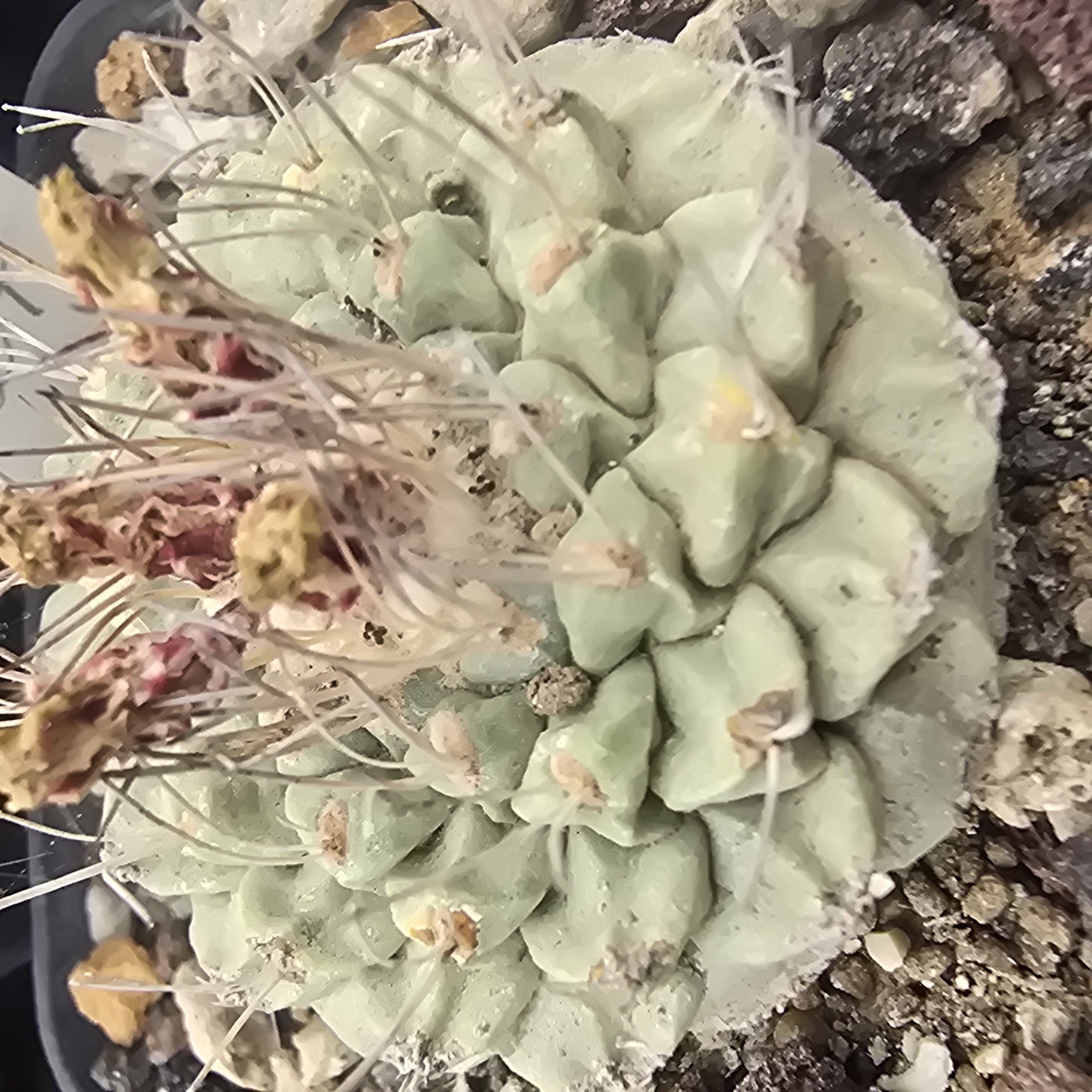 Strombocactus <br>disciformis