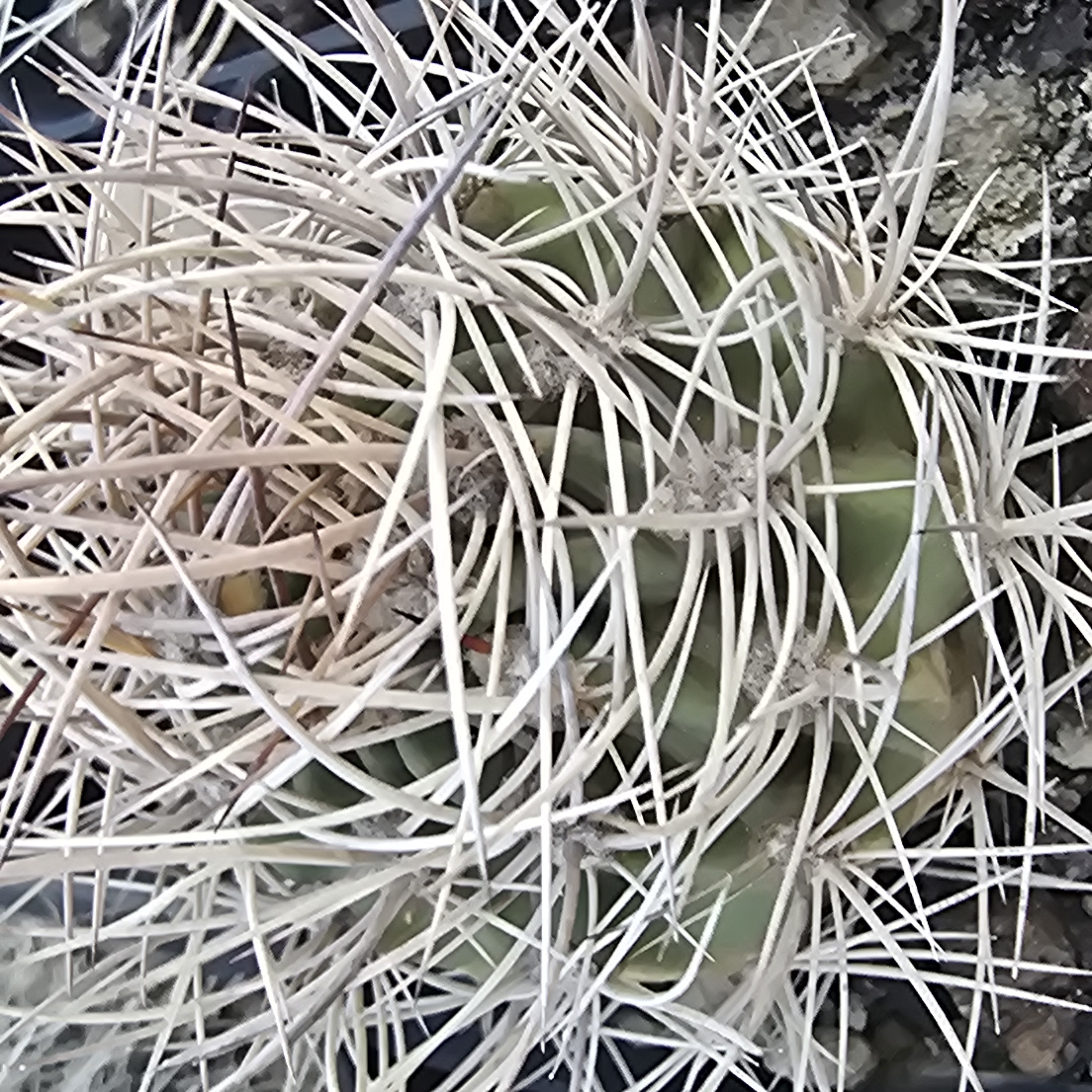 Lobivia <br>lateritia cintiensis