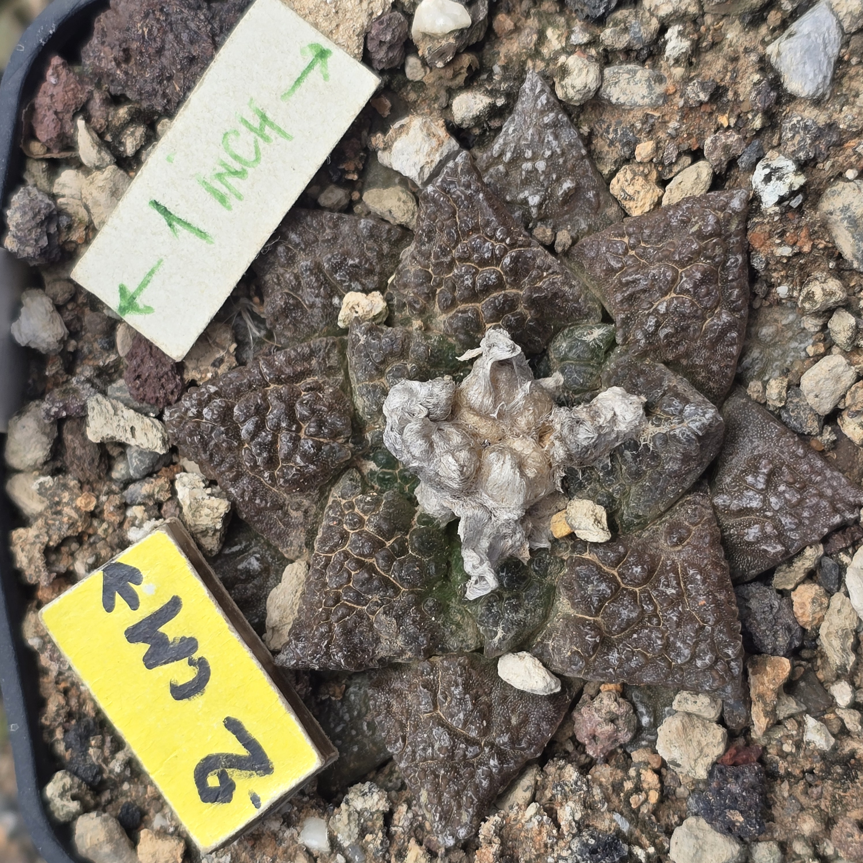 Ariocarpus <br>fissuratus